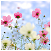 ofearthandstars: Photo of pink and white blossoms against a bright blue sky. (blossoms)