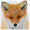 ex_we935: A close-up of a red fox. (Kerry - Fox)