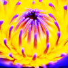 jaydeyn: Close up of a lotus blossom (Pretty and Random)