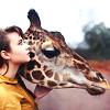 tree: a giraffe's bent head next to a woman with her arm around it in profile ([else] nature's badasses)