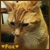 flyboy_fox: (Fox cat ♥)