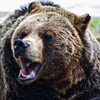 stronglikebear: (.bear | back off)