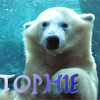 adstringendummod: (Mod: Tophie)