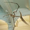 pteranodon: (Default)