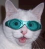 solanine: (goggle cat)