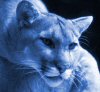 blucougar: (blucougar)