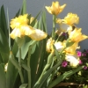 ironjeff: (Iris)