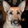 law_nerd: Alert German Shepherd Dog with big ears (Loco)