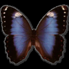 law_nerd: Butterfly with black and blue wings (Butterfly)