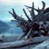 toeknuckles: driftwood (driftwood)