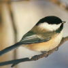 haruka: (zz - bird-chickadee)