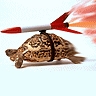 taeli: turtle with a rocket strapped to it's shell and fire coming out the back of the rocket ([turtle] rocket)