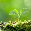 taeli: a new sprout with two leaves has emerged from the green life around it and the deaths that came before it ([growth] new sprout)