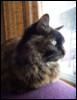 melwicker1: (Cat)