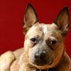 threepointonefour: a portrait of my dog Oz (ozzie)