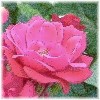 rose_griffes: (rose1)
