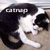 rose_griffes: picture of cat napping on the ground (catnap)
