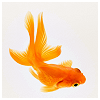 raletha: a pretty orange goldfish (animals - goldfish - orange)