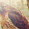 redtails: (pic#6061845)