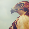 redtails: (pic#6061847)