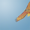 redtails: (pic#6061848)