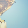 redtails: (pic#6061852)