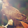redtails: (pic#6061853)