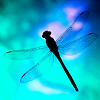 hellkitty: (dragonfly)