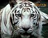 evilpyrate: (Tiger)
