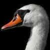 mute_pen: (cygnus)