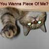 jadelennox: Fierce cat: You wanna piece of me? (t-cat)