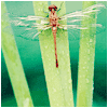 minxi: (dragonfly)