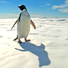 scintilla10: penguin waddling happily in the sun, casting a shadow on the snow (Animals - penguin!)