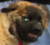 catyak: Baby Tesla (ZombieDog)