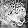dubhain: (Snowleopard)