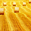 juniperphoenix: Hay bales (Summer)