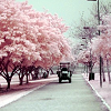 scarlette_wilde: (Pink Avenue)