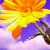ignipes: (Default)