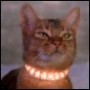 zunarjayfive: (glowing collar)