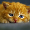 pufferkitten: (Tired)