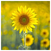dreams_in_color: yellow sunflower (stock - yellow sunflower)