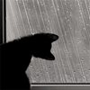 winterlady: (Season - Rainy Cat)