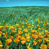 grapefruitzzz: it's some yellow poppies in a field (yelopoppies)