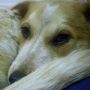 youbreccia: my puppy at 6 months old :) (amelia)
