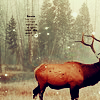 marchskies: (elk)