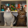 chris: (kittens)