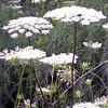 snapdragon: (Queen Anne's Lace)