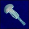 pocci: (jellyfish)