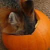 pumpkinfox: (Default)
