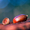 draconis: (acorn)